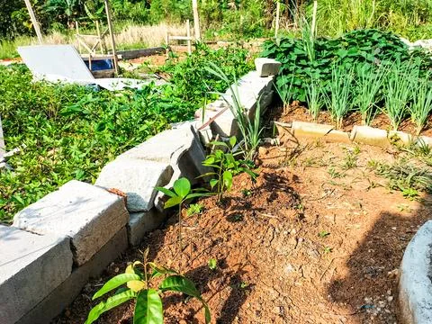 A young planted mango Stock Photos