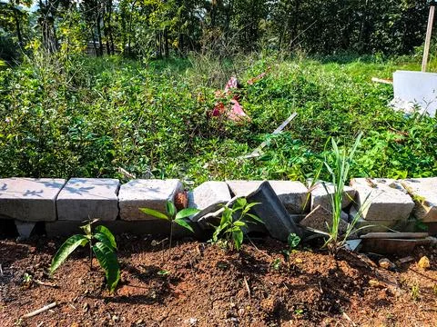 A young planted mango Stock Photos
