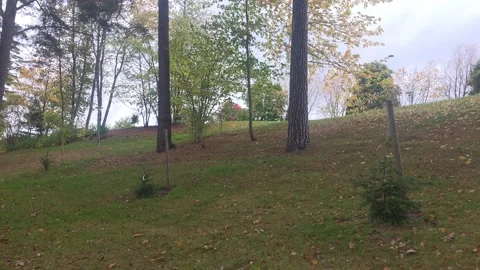 Young planted pine saplings on grassy park hillside bordered by mature trees Stock Footage 347596521