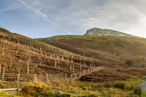 Young planted trees on the path to Helvellyn in the English lake District Stock Photos