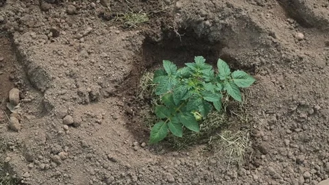Young plants are seen growing in a soil patch over time. The location is a Stock Footage 338447932