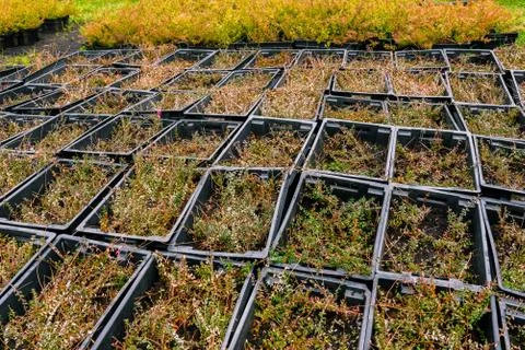 Young plants in black boxes. Boxes with seedlings around the greenhouse. Grow Foto stock