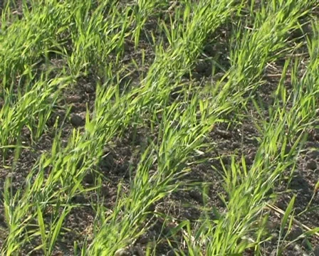 Young plants Stock Footage 849609