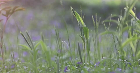 Young plants Stock-Footage 194385331
