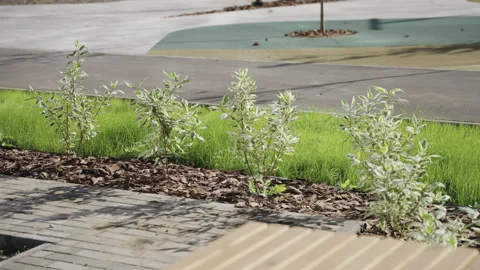 Young plants grow on flowerbed between paved road and lawn Stock Footage 330284862