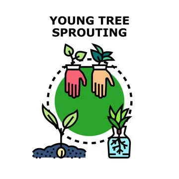 Young plants growing development starting from seed Stock Illustration