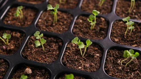 Young plants growing in nursery tray in the garden Stockbeeldmateriaal 146202170