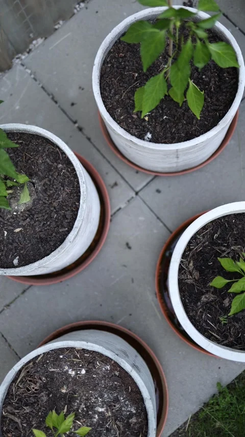 Young plants growing in pots Video stock 336487892