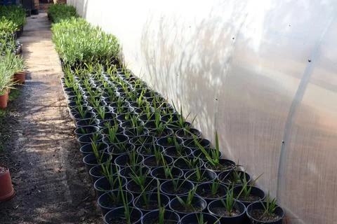 Young plants growing in pots inside a greenhouse, ready for transplanting Stock Photos
