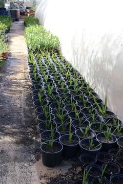 Young plants growing in pots inside a greenhouse, ready for transplanting Stock Photos