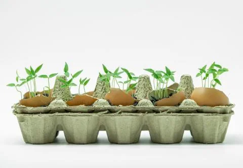 Young plants grown in the eggshell 스톡 사진