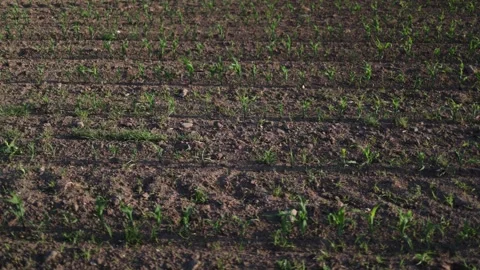 Young plants in healthy soil Stock-Footage 337941660