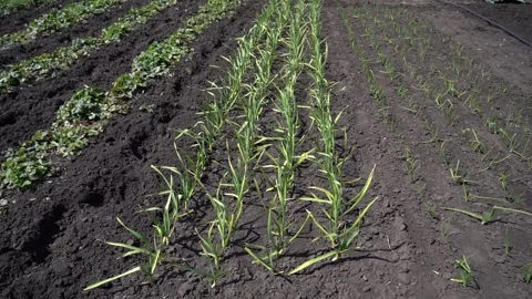 Young plants line dark farm rows Stock Footage 342397721