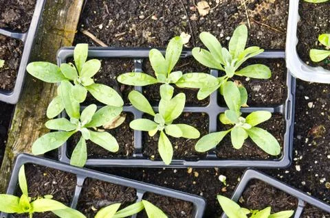 Young plants Foto stock