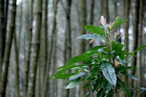 Young plants Stock Photos