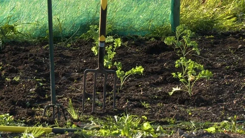 Young Plants, Pitchfork in Ground Video stock 119004004