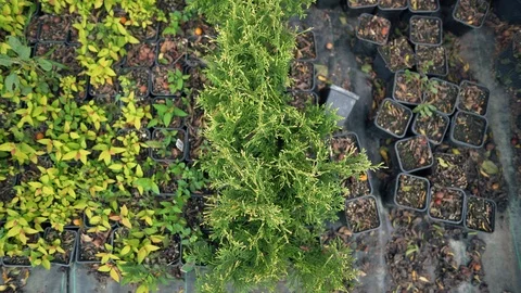 Young plants in pots. Top view, many small seedlings of different varieties Stock Footage 117635809