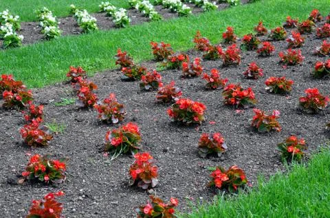 Young plants in the spring Stock Photos