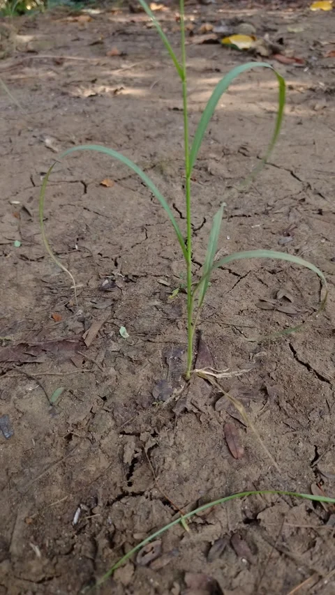 Young plants sprout from the cracked, dry soil Stock Footage 331052953