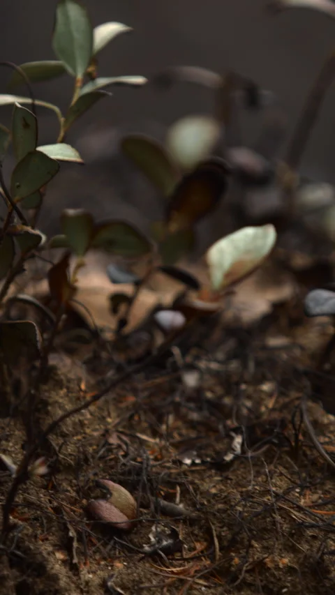 Young Plants Sprout From Soil. Slow Motion Captures Natural Rebirth Of Seedlings Stock Footage 346011370