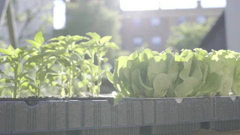 Young plants in trays set on the side of the raised bed in sunshin Stock Footage 157602431