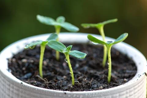 Young plants in white pots, the process of transplanting and fertilizing. h.. Stock Photos
