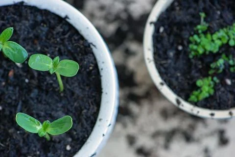 Young plants in white pots, the process of transplanting and fertilizing. h.. Stock Photos