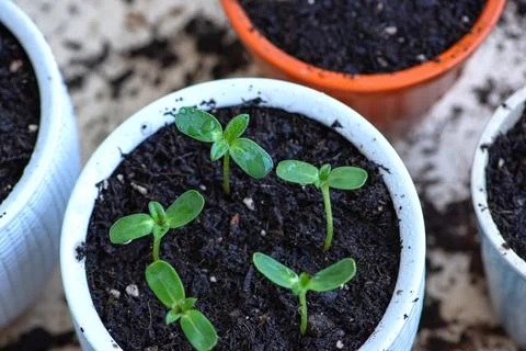 Young plants in white pots, the process of transplanting and fertilizing. h.. Stock Photos