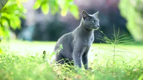 Young playful Russian Blue cat relaxing in the backyard. Slow motion footage. Stockbeeldmateriaal 252108118
