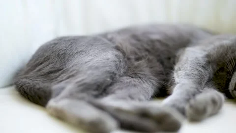 Young playful Russian Blue cat sleeping indoors on a sunny morning. 스톡 동영상 279038017