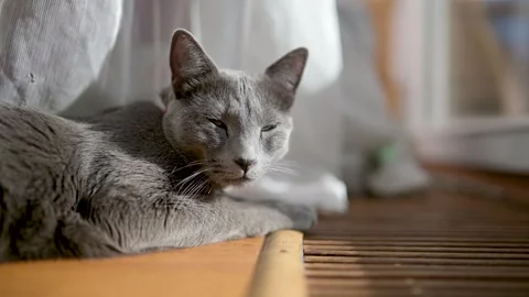 Young playful Russian Blue cat relaxing indoors. Slow motion footage. 스톡 동영상 283089853