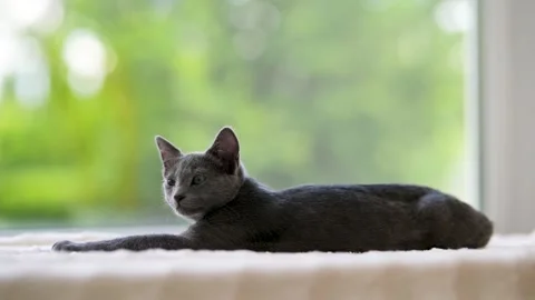 Young playful Russian Blue kitten relaxing by the window Vidéo 246719217
