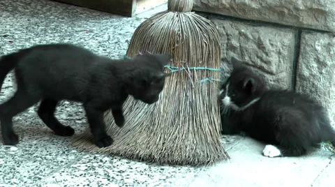 Young playing kitten Stock Footage 36678558