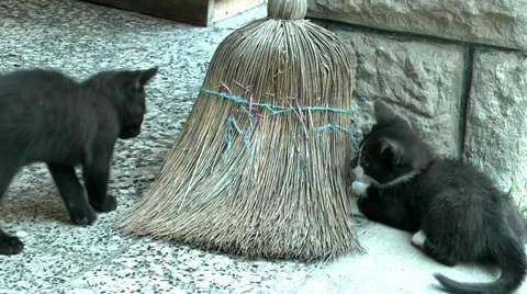 Young playing kitten Stock Footage 36678562