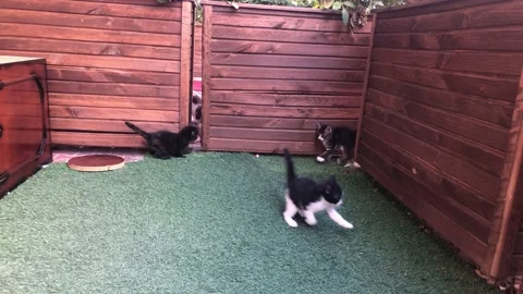 Young playing kittens Stock Footage 136549809