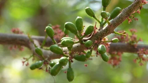 Young Plums Developing Beside Fresh Plum Blossoms Video stock 347994391