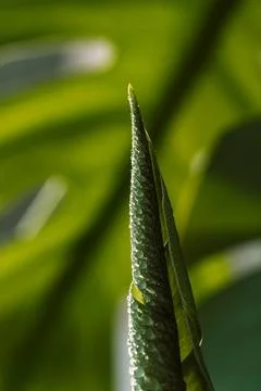 Young pointed monstera leaf in sunlight, soft green tropical background Stock Photos