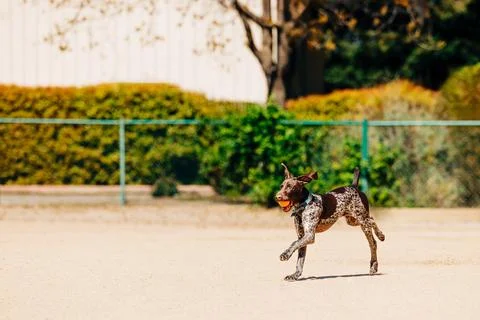 Young pointer dog running with orang ball in mouth Stock Photos
