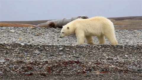Young Polar bear walking on Arctic beach, searching for food, Svalbard Stock Footage 129116816