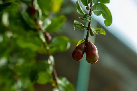 Young pomegranate fruit developing on tree branch in sunlight Stock Photos