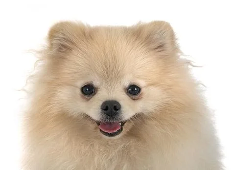 Young pomeranian in studio Stock Photos
