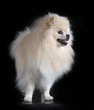 Young pomeranian in studio Foto stock