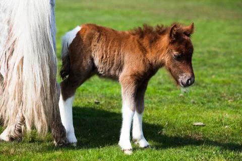 The young pony  스톡 사진