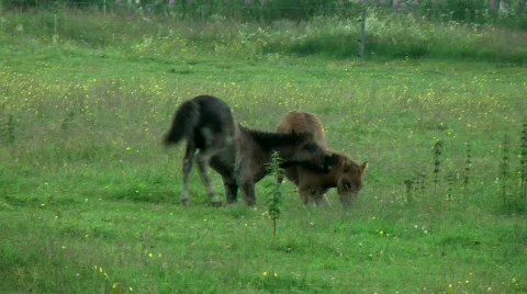 Young ponys Video stock 856416