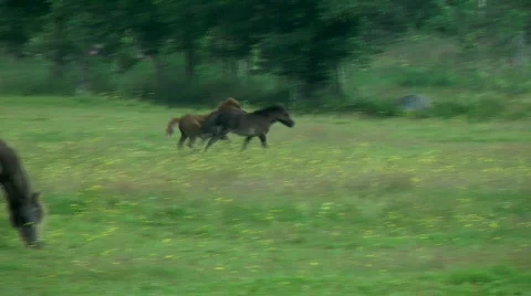 Young ponys Video stock 857078