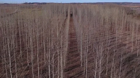 A young poplar forest without leaves in winter. Sustainable timber harvesting Stock Footage 261993684
