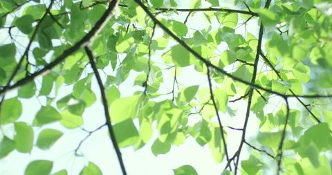 Young poplar leaves against the sky Stock Footage