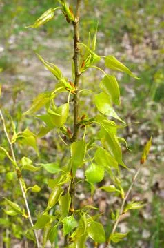 Young poplar sprouts in spring. Stock Photos