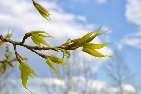 Young poplar sprouts in spring. Stock Photos