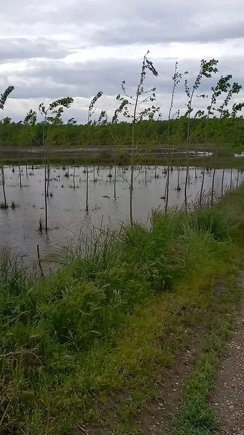 Young poplars in the water Stock Footage 307099717